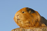 Glatthaarmeerschwein / smooth-haired guninea pig