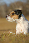 Parson Russell Terrier