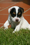 Parson Russell Terrier Welpe / parson russell terrier puppy