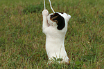 spielender Parson Russell Terrier Welpe / playing PRT puppy