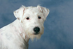 Parson Russell Terrier