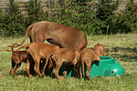 Rhodesian Ridgebacks