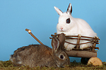 Zwergkaninchen / dwarf rabbits