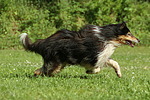rennender Langhaarcollie / running longhaired collie
