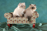 sitzende Perser Colourpoint Kätzchen / sitting persian colourpoint kitten
