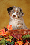 Miniature Australian Shepherd Welpe / miniature australian shepherd puppy