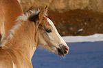 Haflinger Fohlen / haflinger horse foal