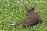 Britisch Kurzhaar Kätzchen / british shorthair kitten