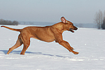 rennender Rhodesian Ridgeback / running Rhodesian Ridgeback