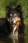 badender Langhaarcollie / bathing longhaired collie