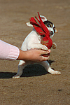 Parson Russell Terrier Welpe / parson russell terrier puppy