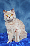 Britisch Kurzhaar / british shorthair