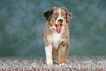 Miniature Australian Shepherd Welpe / miniature australian shepherd puppy