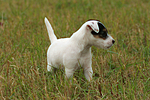 stehender Parson Russell Terrier Welpe / standing PRT puppy