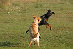 Labrador Retriever und Dobermann / Labrador Retriever und Doberman Pinscher
