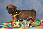 Rhodesian Ridgeback Welpe / rhodesian ridgeback puppy