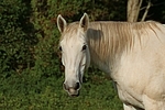 Sachsen Anhaltiner / horse