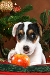 Parson Russell Terrier Welpe zu Weihnachten / PRT puppy at christmas