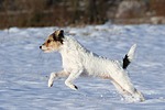 Parson Russell Terrier rennt durch den Schnee / prt running through snow