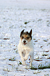 rennender Parson Russell Terrier im Schnee / running PRT in snow