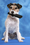 Parson Russell Terrier