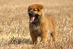 Harzer Fuchs Welpe / Harzer Fuchs puppy