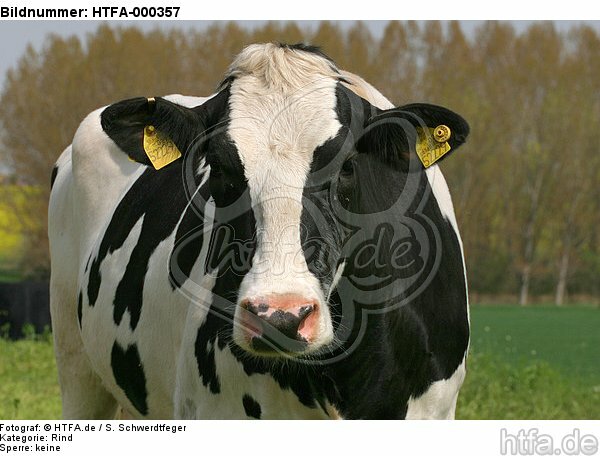 Rind Portrait / cattle portrait / HTFA-000357