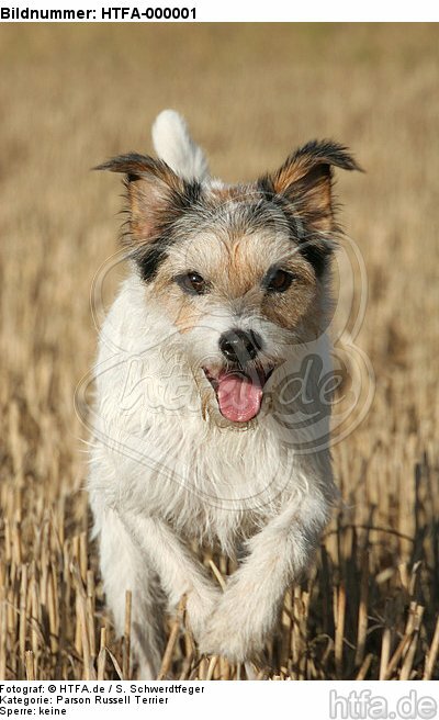 rennender Parson Russell Terrier / running PRT / HTFA-000001