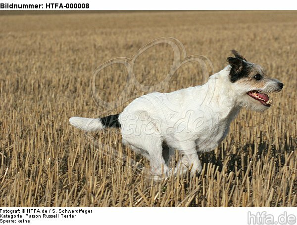 rennender Parson Russell Terrier / running PRT / HTFA-000008