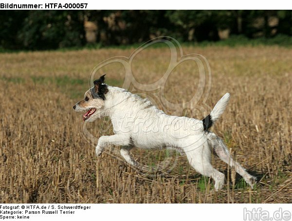 rennender Parson Russell Terrier / running PRT / HTFA-000057