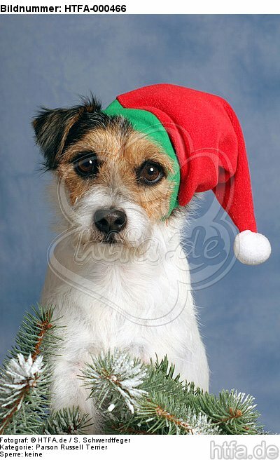 Parson Russell Terrier zu Weihnachten / PRT at christmas / HTFA-000466