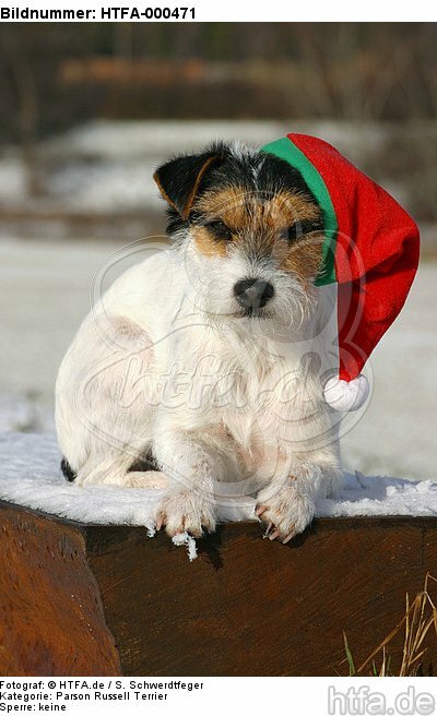 Parson Russell Terrier zu Weihnachten / PRT at christmas / HTFA-000471