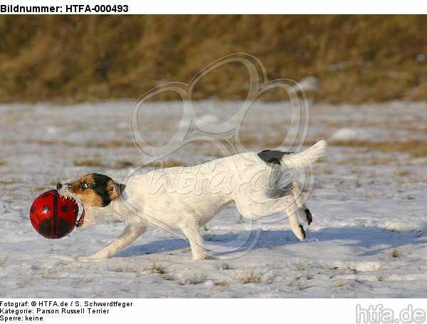Parson Russell Terrier spielt im Schnee / playing PRT in snow / HTFA-000493