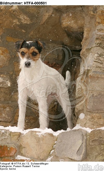Parson Russell Terrier im Schnee / PRT in snow / HTFA-000501