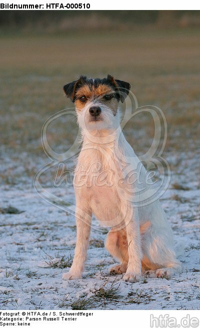 sitzender Parson Russell Terrier / sitting prt / HTFA-000510