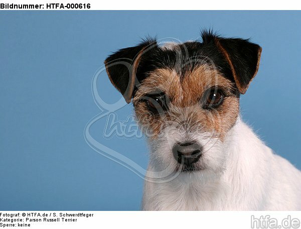 Parson Russell Terrier Portrait / HTFA-000616