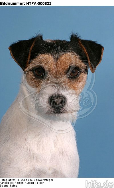 Parson Russell Terrier Portrait / HTFA-000622