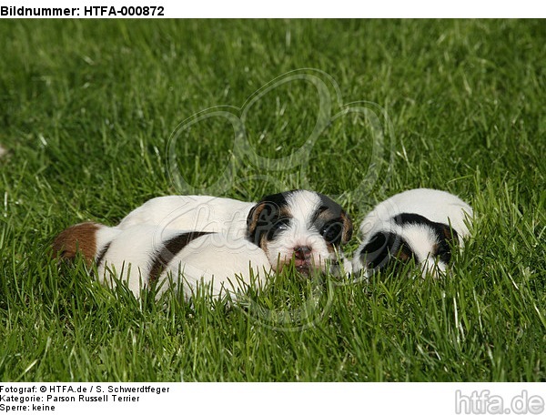 Parson Russell Terrier Welpen / parson russell terrier puppies / HTFA-000872