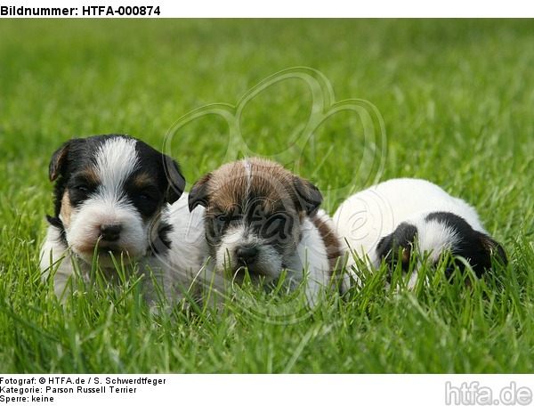 Parson Russell Terrier Welpen / parson russell terrier puppies / HTFA-000874