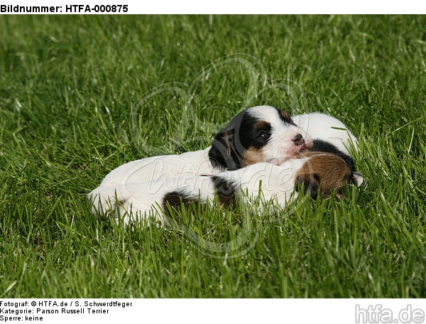 Parson Russell Terrier Welpen / parson russell terrier puppies / HTFA-000875