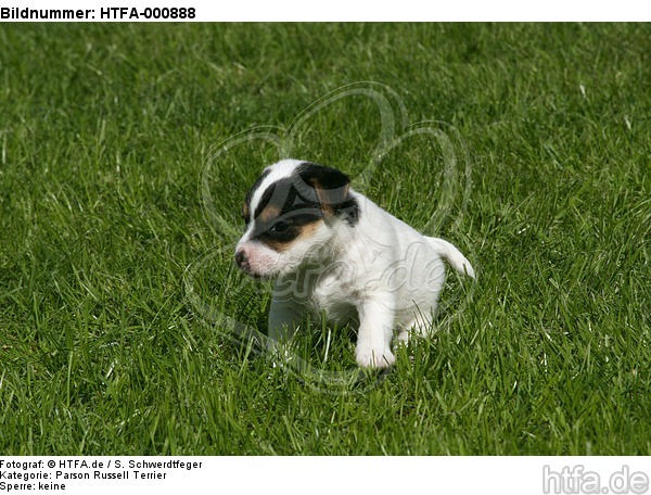 Parson Russell Terrier Welpe / parson russell terrier puppy / HTFA-000888