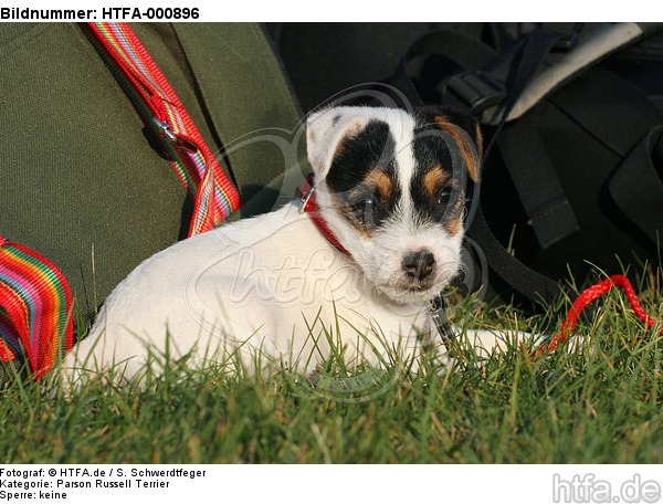 liegender Parson Russell Terrier Welpe / lying PRT puppy / HTFA-000896
