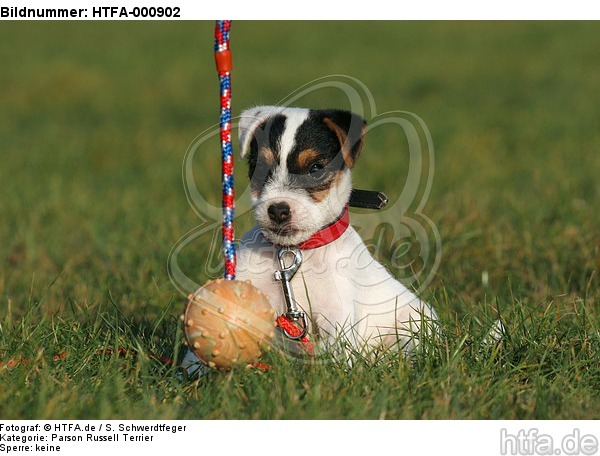 spielender Parson Russell Terrier Welpe / playing PRT puppy / HTFA-000902