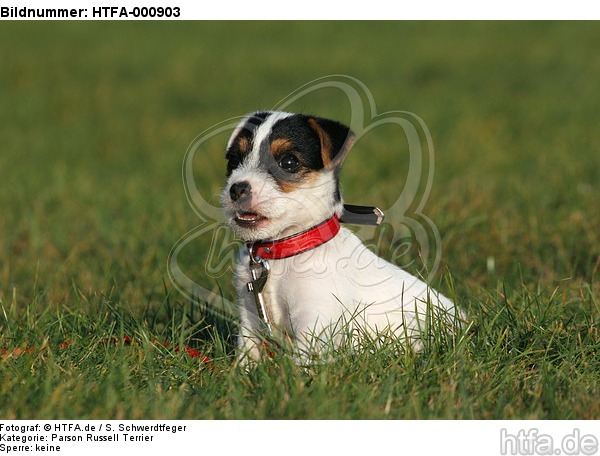 sitzender Parson Russell Terrier Welpe / sitting PRT puppy / HTFA-000903