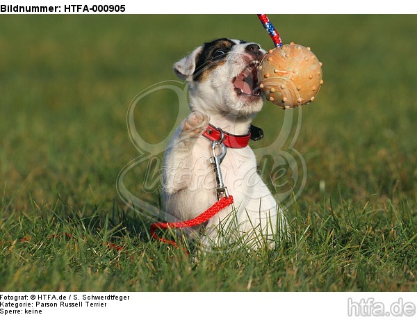 spielender Parson Russell Terrier Welpe / playing PRT puppy / HTFA-000905