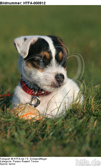 liegender Parson Russell Terrier Welpe / lying PRT puppy / HTFA-000912