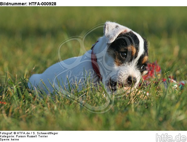 liegender Parson Russell Terrier Welpe / lying PRT puppy / HTFA-000928