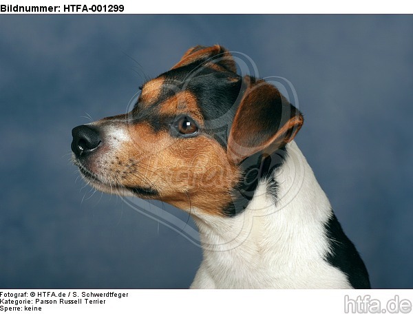 Parson Russell Terrier / HTFA-001299