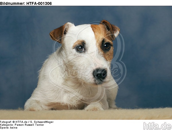 Parson Russell Terrier / HTFA-001306