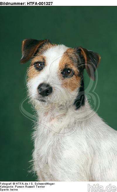 Parson Russell Terrier / HTFA-001327
